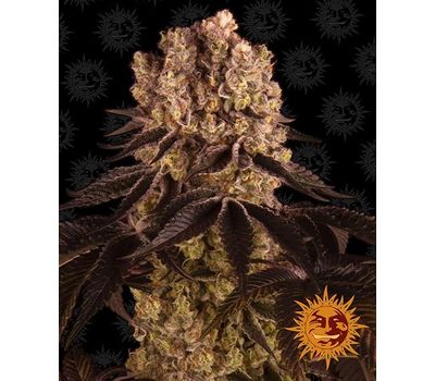 Семена конопли Purple Punch