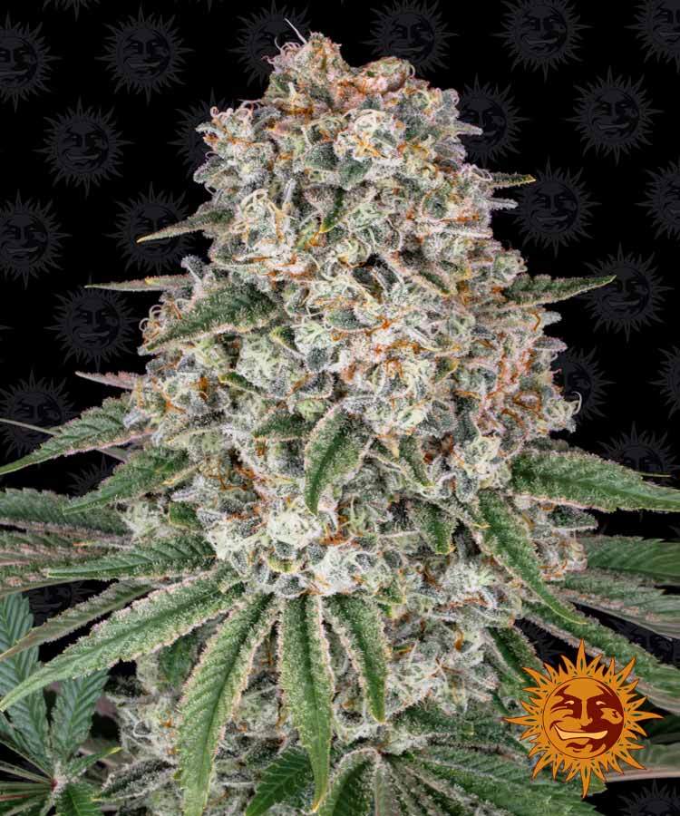 Семена конопли Tropicanna Banana