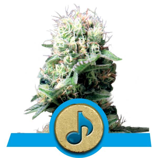 Семена конопли Dance World CBD