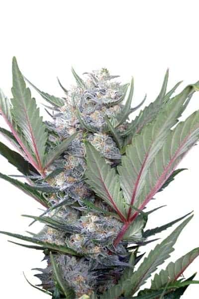 Семена конопли Sweet Skunk FV