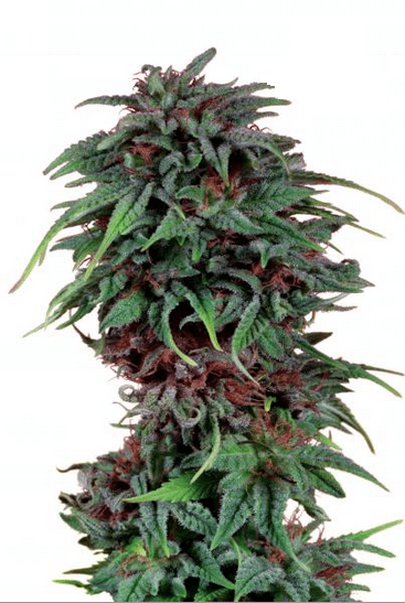 Семена конопли Durban Poisonular