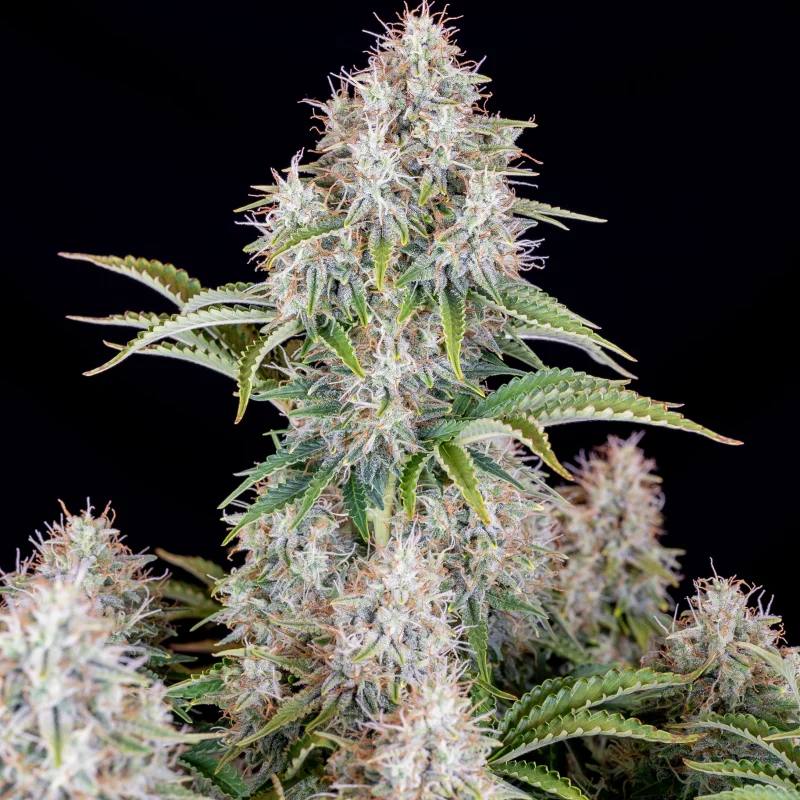 Семена конопли Original Auto Cinderella