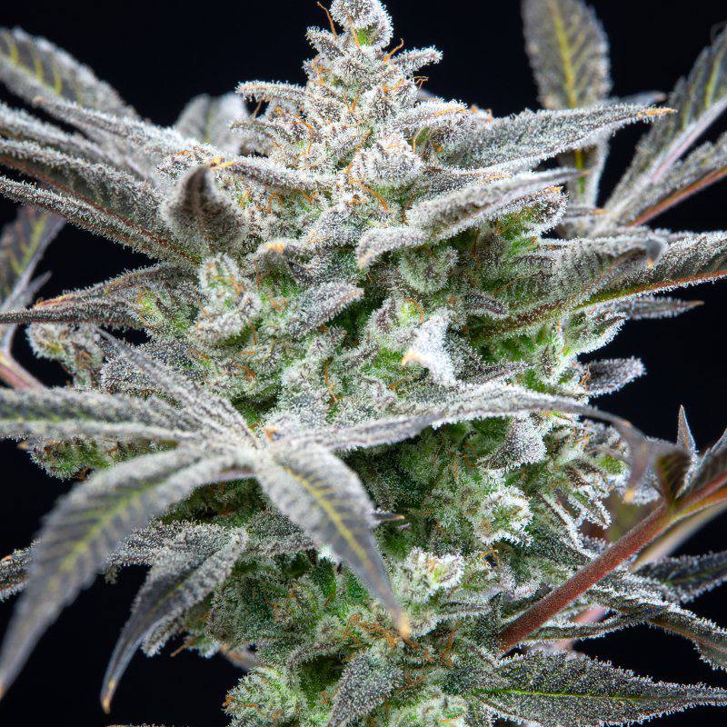 Семена конопли Strawberry Gorilla Auto