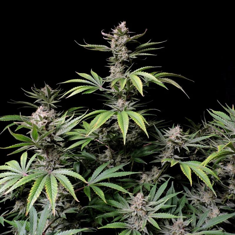 Семена конопли Cherry Cola Auto