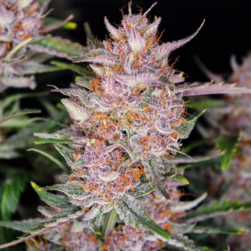 Семена конопли Gorilla Punch Auto