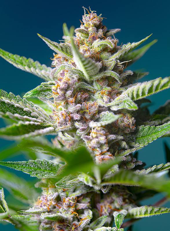 Семена конопли Purple Punch OG