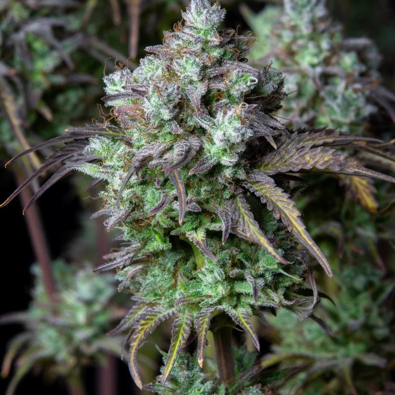 Семена конопли Original Auto Big Bud