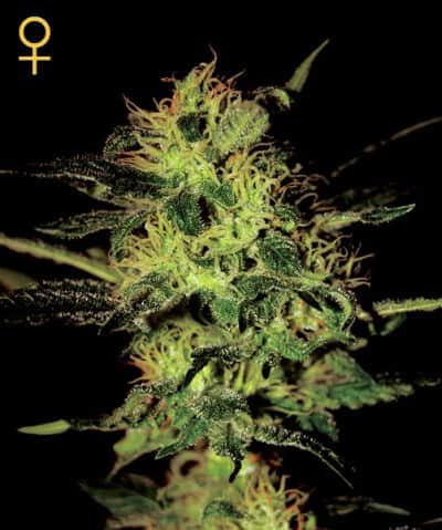 Семена конопли Super Critical Autoflowering