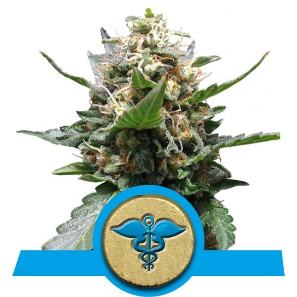 Семена конопли Royal Medic CBD