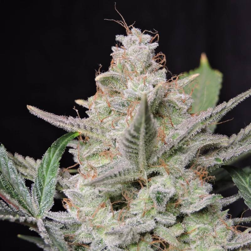 Семена конопли Strawberry Gorilla Auto - фото 2