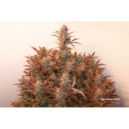 Семена конопли Auto Trichome & Cream - фото 4