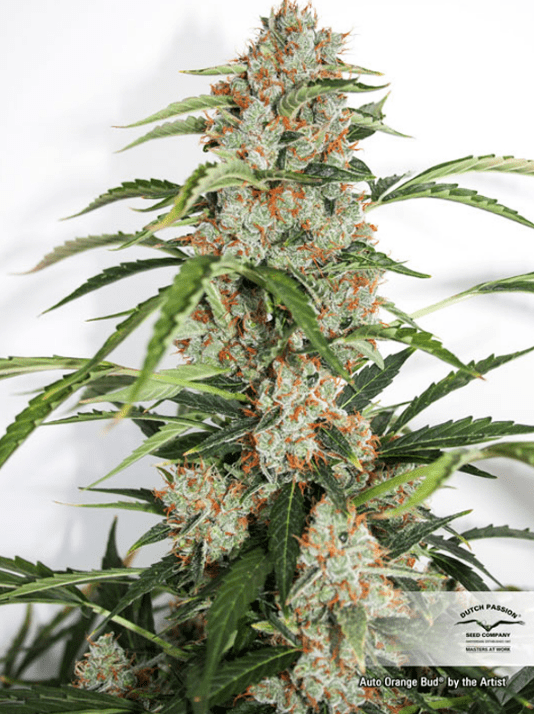 Семена конопли Auto Orange Bud