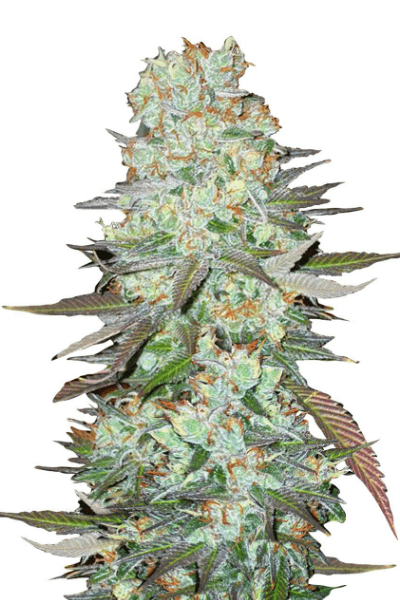 Семена конопли G14 Auto