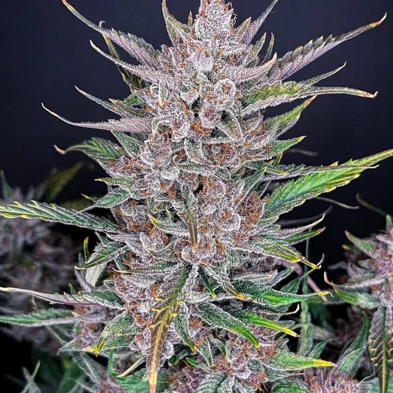 Семена конопли Gorilla Punch Auto - фото 2