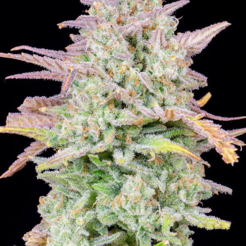 Семена конопли Original Auto Trainwreck