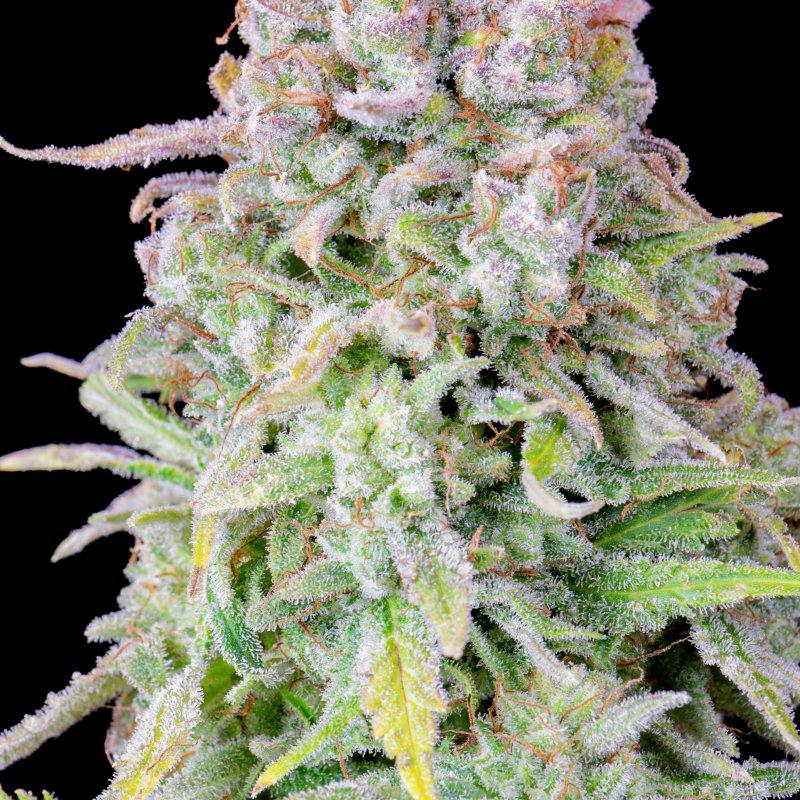 Семена конопли Original Auto Afghan Kush