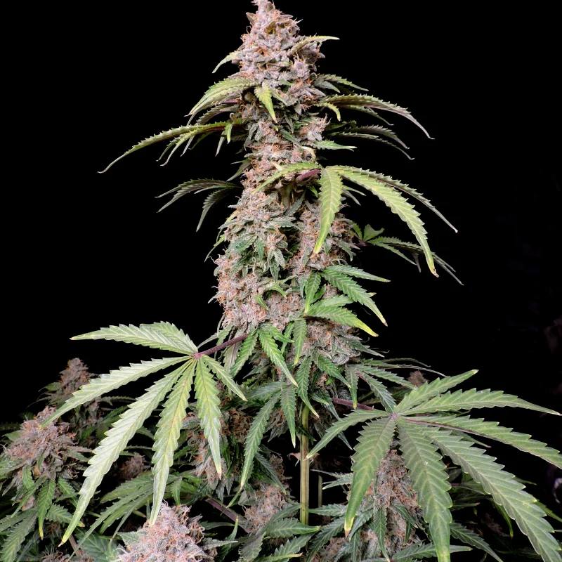 Семена конопли Amnesia Zkittlez Auto