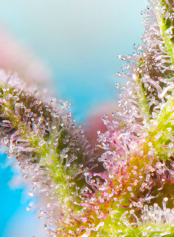 Семена конопли Purple Punch OG - фото 2