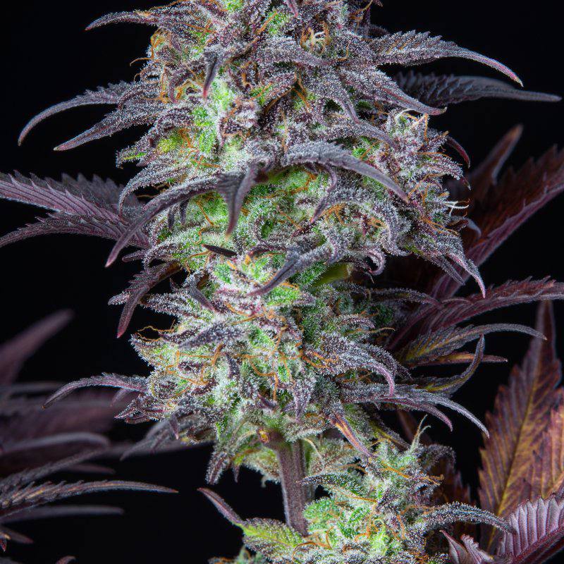 Семена конопли Original Auto Blueberry