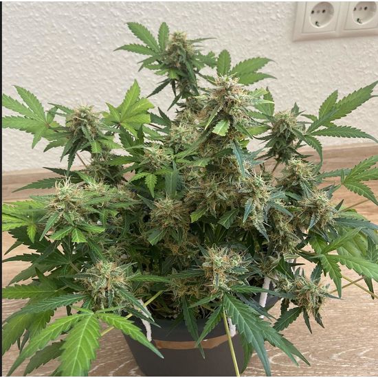 Семена конопли Haze Berry Auto - фото 3