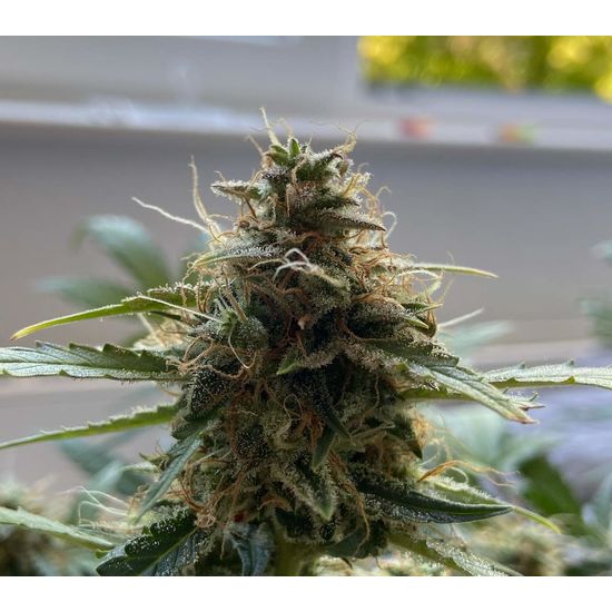 Семена конопли Haze Berry Auto - фото 4