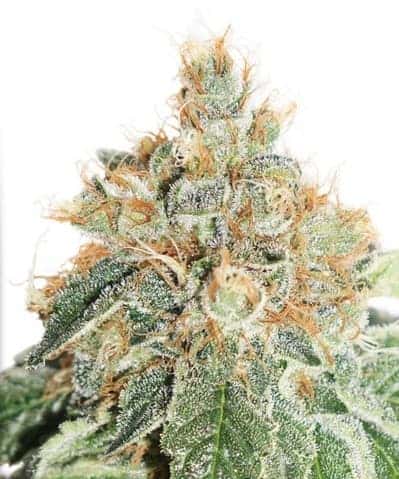 Семена конопли Auto Colorado Cookies
