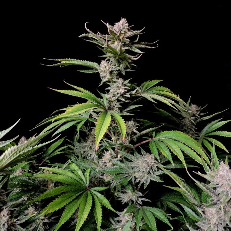 Семена конопли Cherry Cola Auto - фото 2