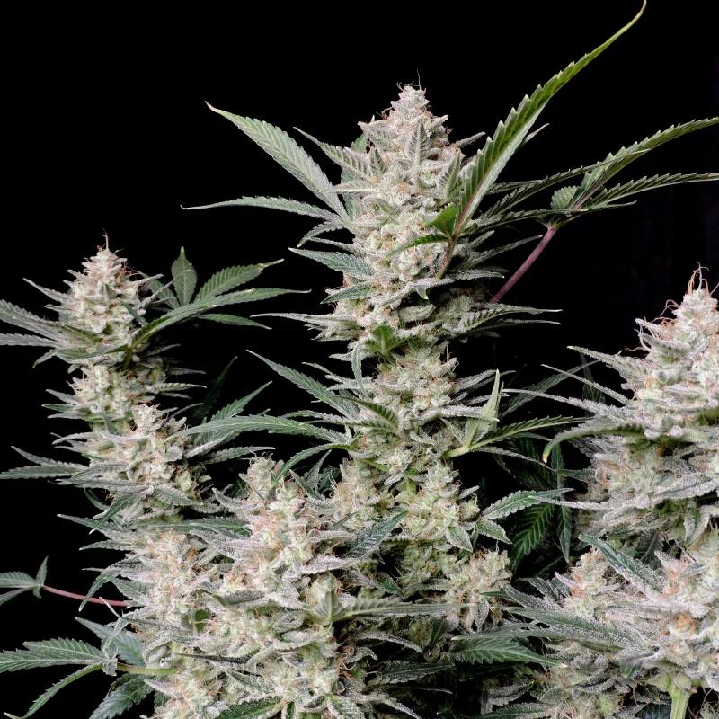 Семена конопли Strawberry Gorilla Auto - фото 3