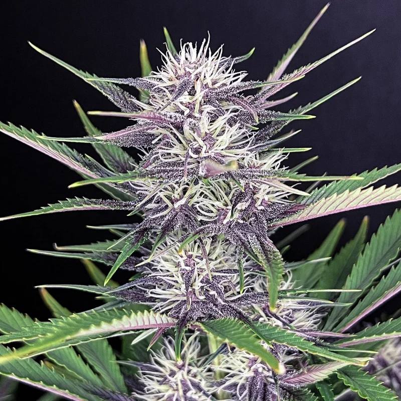 Семена конопли Banana Purple Punch Auto - фото 2