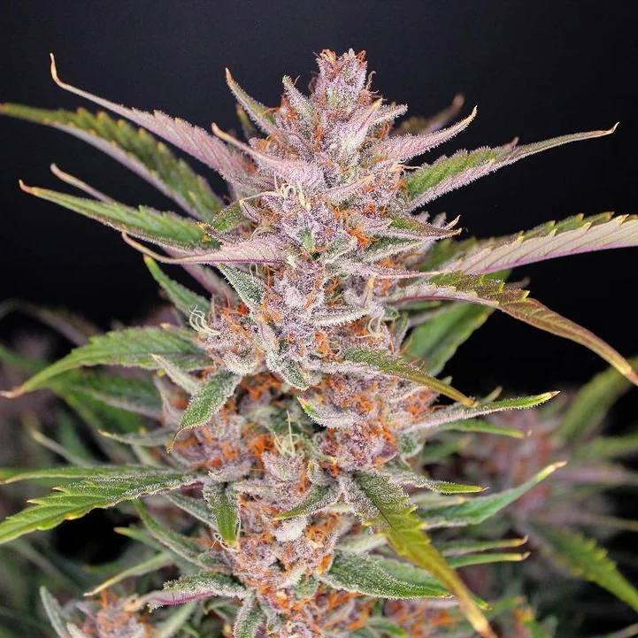 Семена конопли Gorilla Punch Auto - фото 3