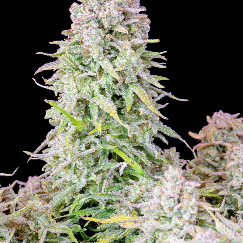 Семена конопли Original Auto Afghan Kush - фото 2