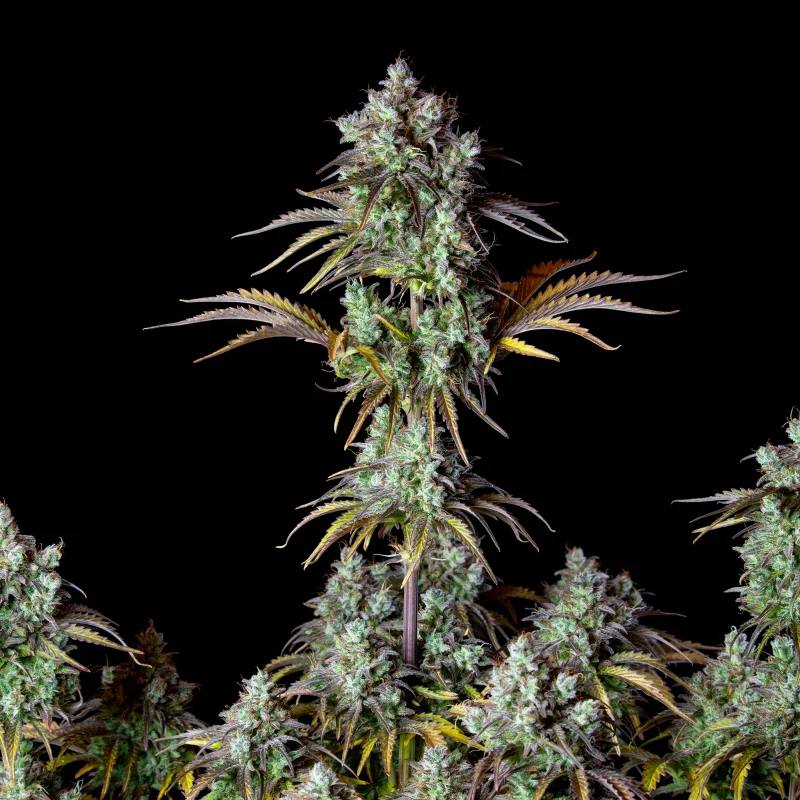 Семена конопли Original Auto Big Bud - фото 2