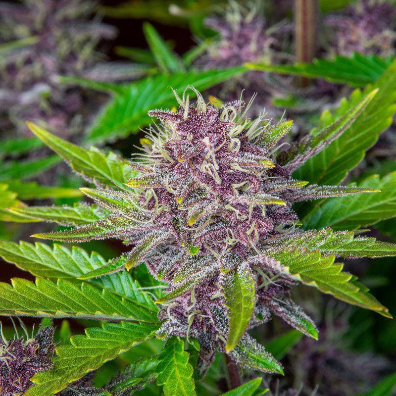 Семена конопли Purple Punch Auto - фото 2