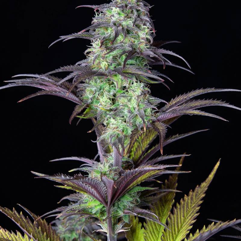Семена конопли Original Auto Blueberry - фото 2