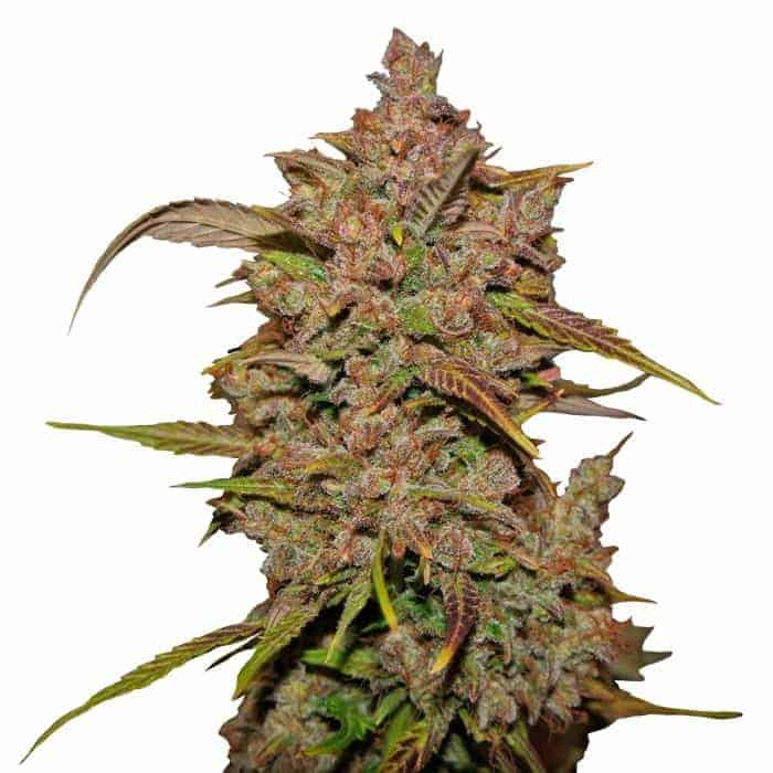 Семена конопли Crystal Meth Auto