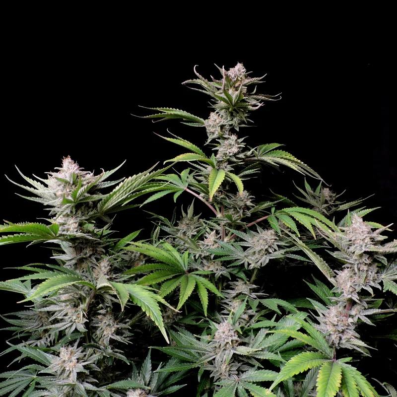 Семена конопли Cherry Cola Auto - фото 3