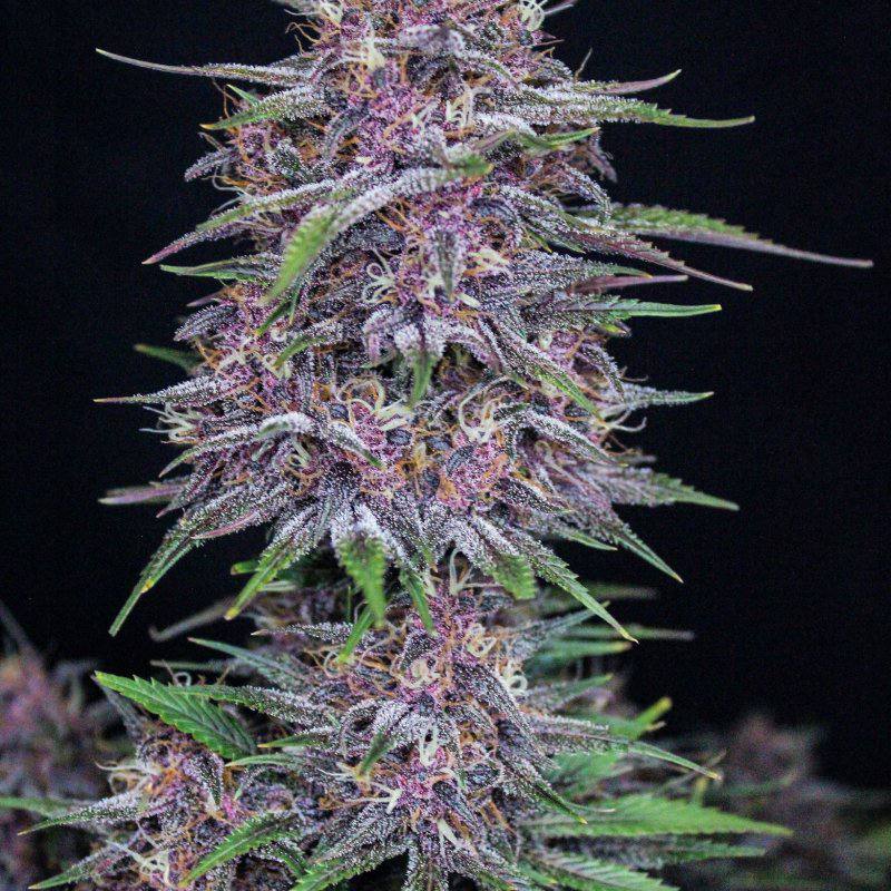 Семена конопли Banana Purple Punch Auto - фото 3
