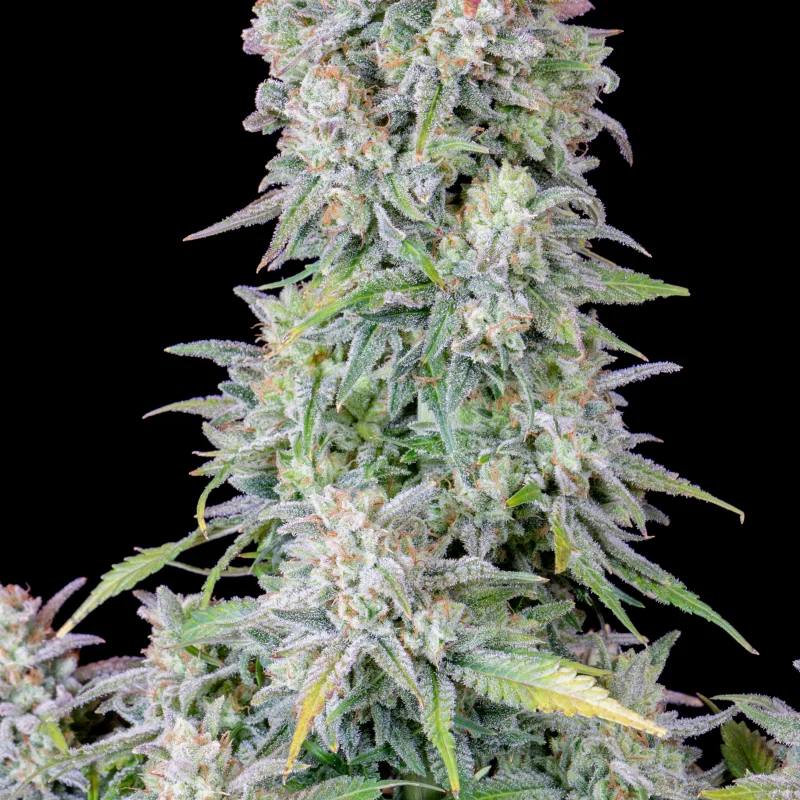 Семена конопли Original Auto Afghan Kush - фото 3