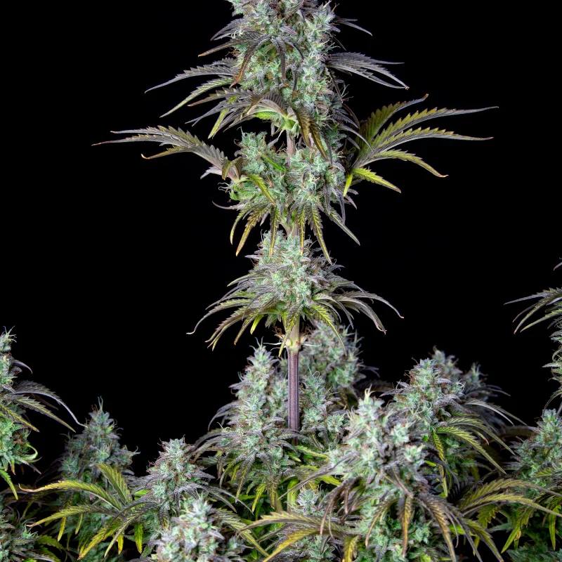 Семена конопли Original Auto Big Bud - фото 3