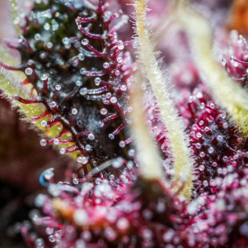 Семена конопли Purple Punch Auto - фото 3