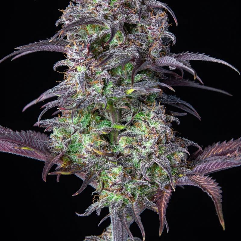 Семена конопли Original Auto Blueberry - фото 3