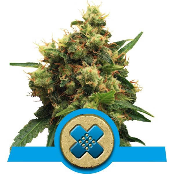 Семена конопли Painkiller XL CBD