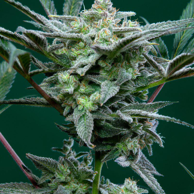 Семена конопли Strawberry Gorilla Auto - фото 5