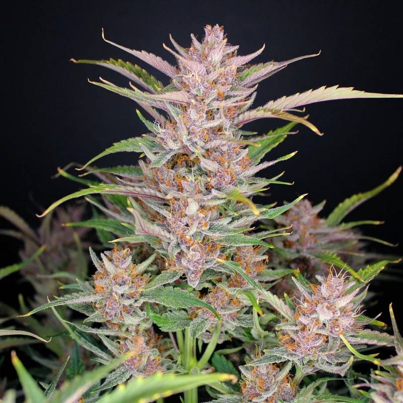 Семена конопли Gorilla Punch Auto - фото 5