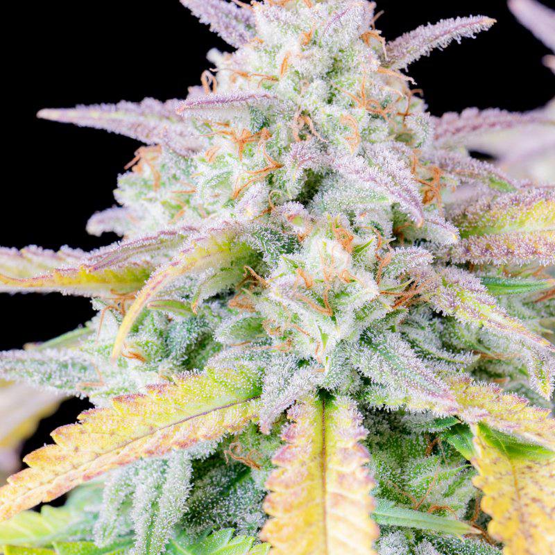 Семена конопли Original Auto Afghan Kush - фото 4