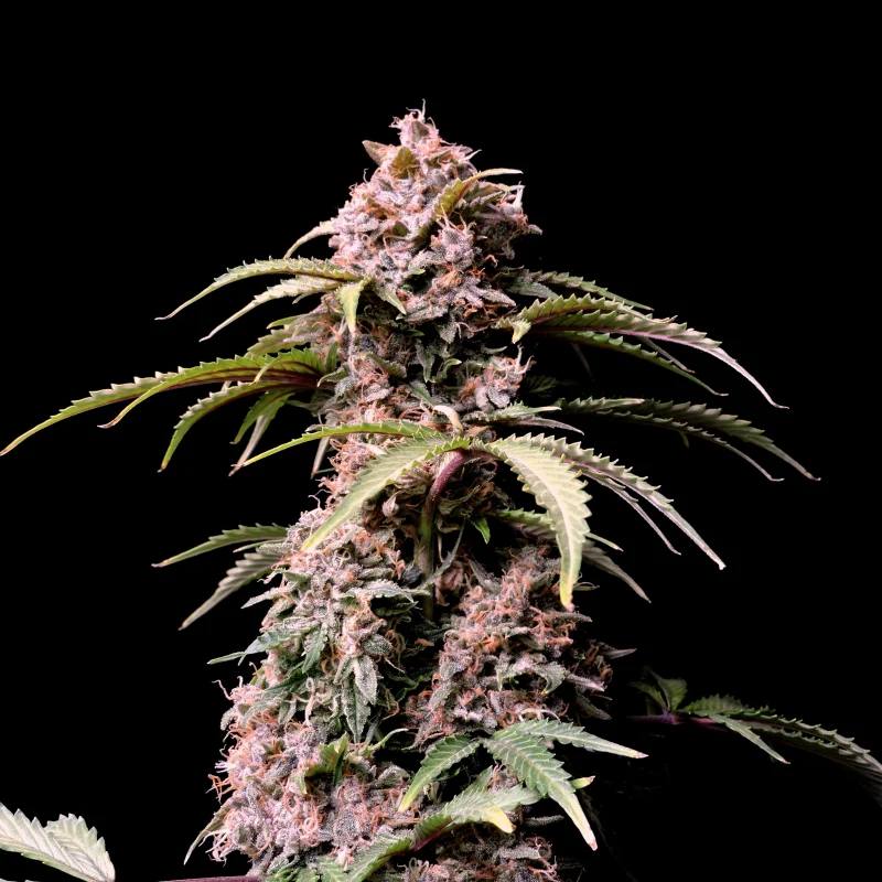 Семена конопли Amnesia Zkittlez Auto - фото 4