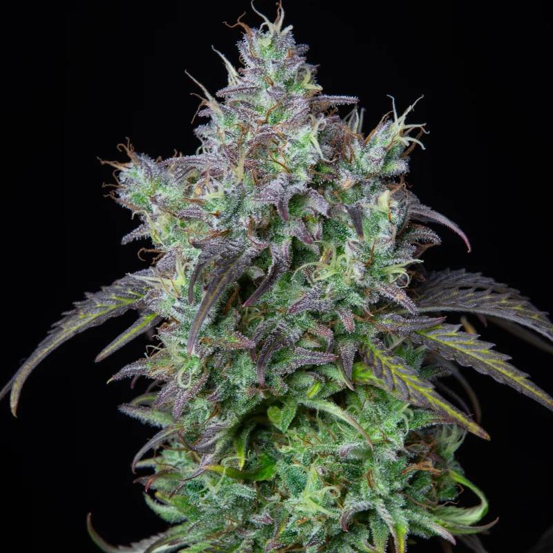 Семена конопли Original Auto Big Bud - фото 4