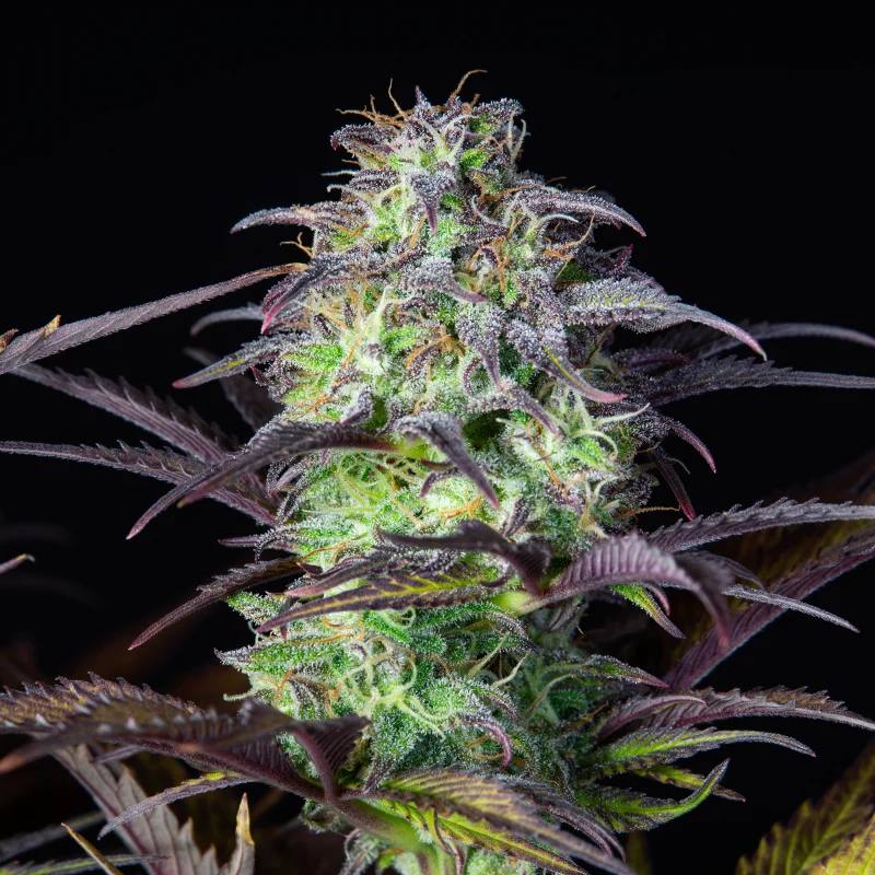Семена конопли Original Auto Blueberry - фото 4