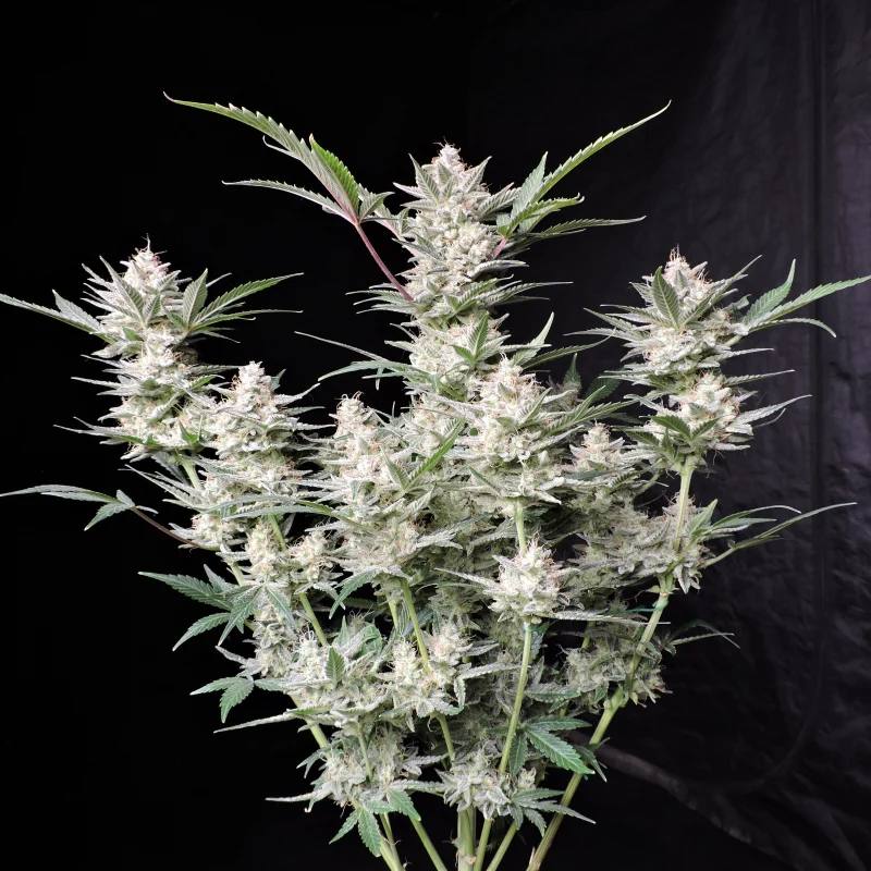 Семена конопли Strawberry Gorilla Auto - фото 6