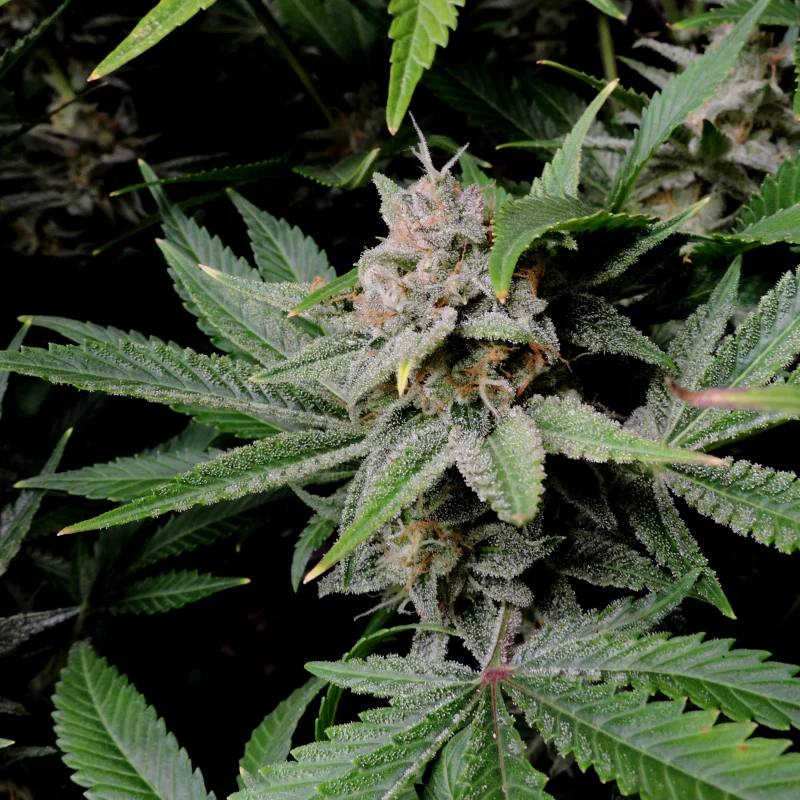 Семена конопли Cherry Cola Auto - фото 5